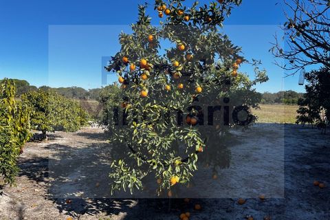 Landejendom i Torrao, Setubal, Torrao - € 1.490.000 | Ref: EXP_2 - foto 16