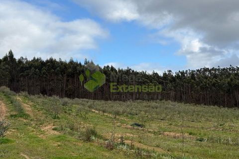 Helårsgrund i Torres Vedras, Lisbon, Torres Vedras - € 55.000 | Ref: 1999 - foto 18