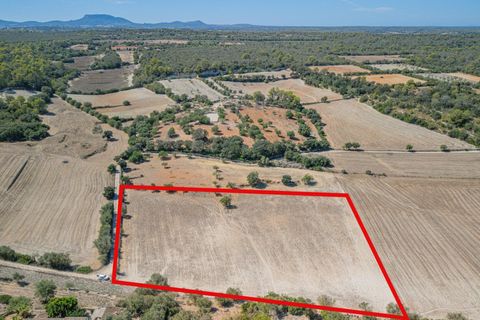 Terra a Sineu, Mallorca, Sineu - € 182.100 | Ref: 08MRGE001/10961 - foto 6
