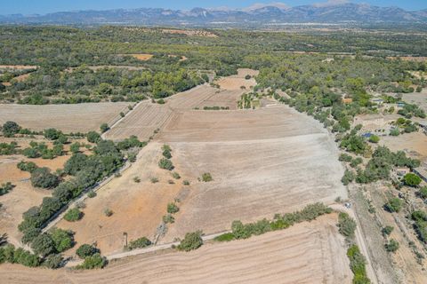 Terra a Sineu, Mallorca, Sineu - € 182.100 | Ref: 08MRGE001/10961 - foto 11