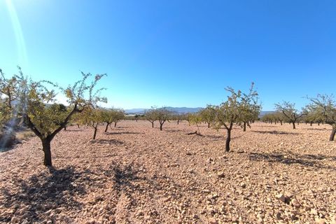Helårsgrund i Monovar, Alicante, Monovar - € 55.000 | Ref: 70066 - foto 2