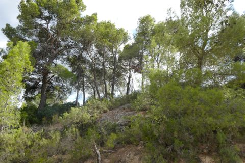 Finca i Calaceite, Teruel, Calaceite - € 7.500 | Ref: 1089 - foto 32