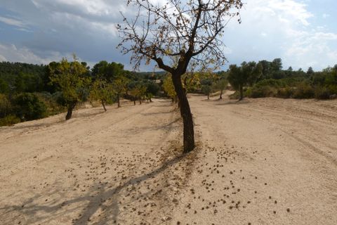 Finca i Calaceite, Teruel, Calaceite - € 7.500 | Ref: 1089 - foto 6