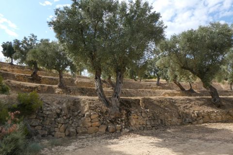 Finca i Calaceite, Teruel, Calaceite - € 7.500 | Ref: 1089 - foto 11