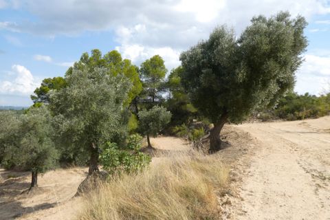 Finca i Calaceite, Teruel, Calaceite - € 7.500 | Ref: 1089 - foto 34