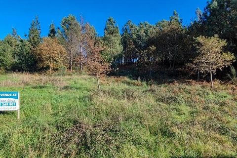 Terra a Castro Daire, Viseu, Castro Daire - € 19.500 | Ref: 107003 - foto 12