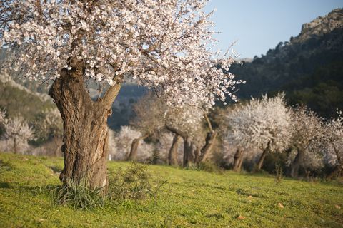 Rækkehus i Campos, Mallorca, Campos - € 1.295.000 | Ref: SWOCAM2690 - foto 26