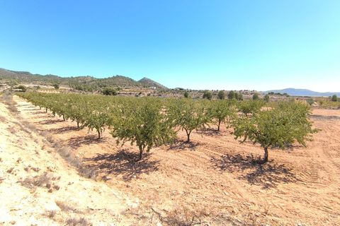 Helårsgrund i Monovar, Alicante, Monovar - € 23.990 | Ref: 70074 - foto 3
