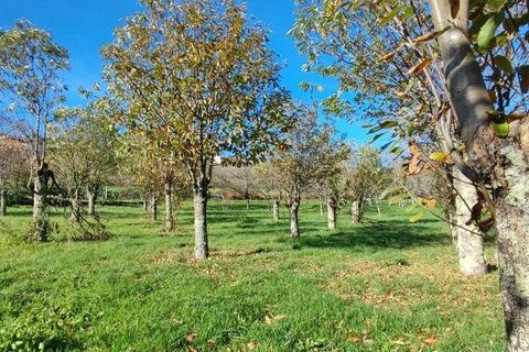 Helårsgrund i Castro Daire, Viseu, Castro Daire - € 19.900 | Ref: 106820 - foto 11