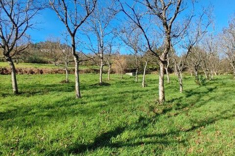 Helårsgrund i Castro Daire, Viseu, Castro Daire - € 19.900 | Ref: 106820 - foto 13