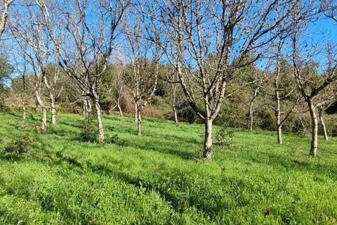 Helårsgrund i Castro Daire, Viseu, Castro Daire - € 19.900 | Ref: 106820 - foto 18