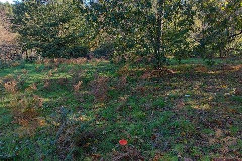 Terra a Castro Daire, Viseu, Castro Daire - € 34.500 | Ref: 106819 - foto 12