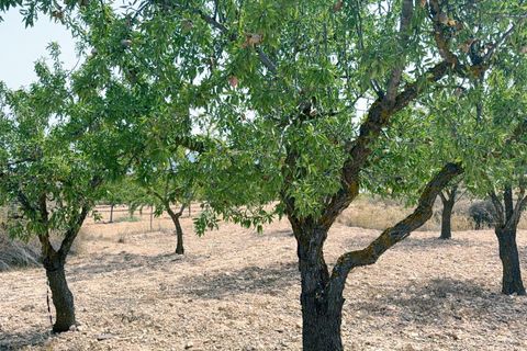 Landejendom i Monovar, Alicante, Monovar - € 70.000 | Ref: EXP11232/8930 - foto 1