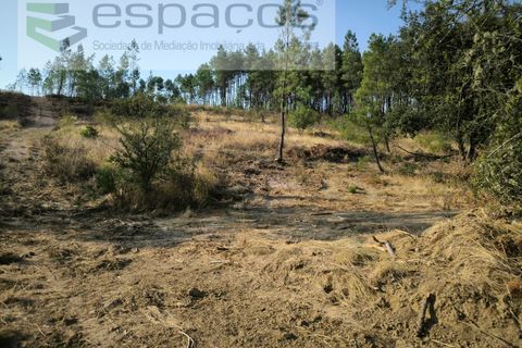 Helårsgrund i Castelo Branco, Castelo Branco, Castelo Branco - € 6.500 | Ref: 6765/EG - foto 3