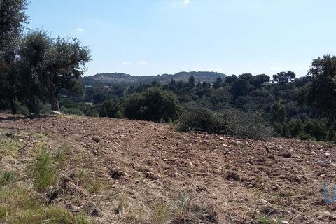 Terra a Chamusca, Santarem, Chamusca - € 36.000 | Ref: 148612 - foto 2