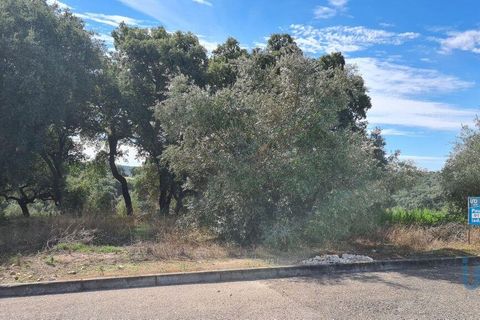 Terra a Chamusca, Santarem, Chamusca - € 36.000 | Ref: 148612 - foto 10