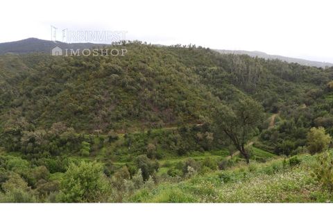 Helårsgrund i Monchique, Faro, Monchique - € 18.000 | Ref: AR00471 - PT - foto 1