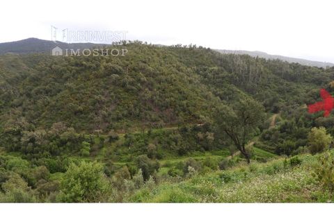 Helårsgrund i Monchique, Faro, Monchique - € 15.000 | Ref: AR00470 - PT - foto 1