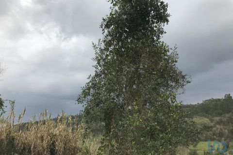 Tomt i Pombal, Leiria, Pombal - € 12 500 | Ref: 114873 - foto 2