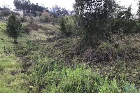 Tomt i Pombal, Leiria, Pombal - € 12 500 | Ref: 114873 - foto 10