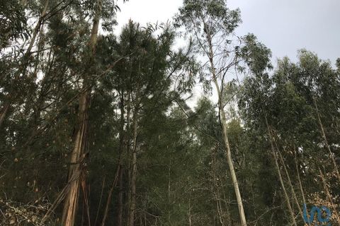 Helårsgrund i Pombal, Leiria, Pombal - € 12.000 | Ref: 114876 - foto 2