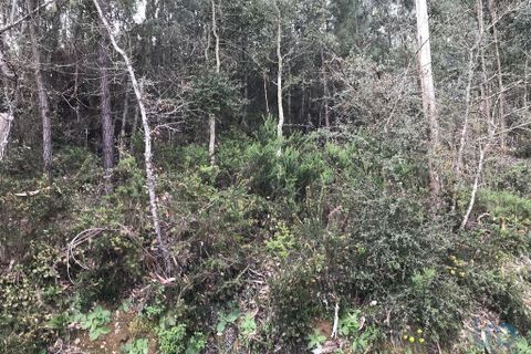 Helårsgrund i Pombal, Leiria, Pombal - € 12.000 | Ref: 114876 - foto 6