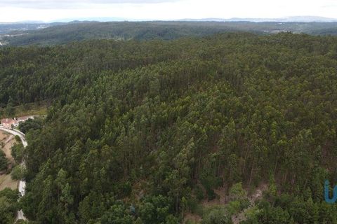 Helårsgrund i Pombal, Leiria, Pombal - € 12.000 | Ref: 114876 - foto 14