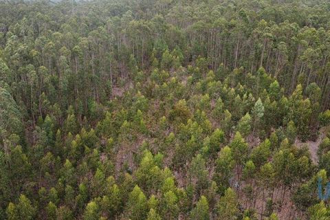 Helårsgrund i Pombal, Leiria, Pombal - € 12.000 | Ref: 114876 - foto 15
