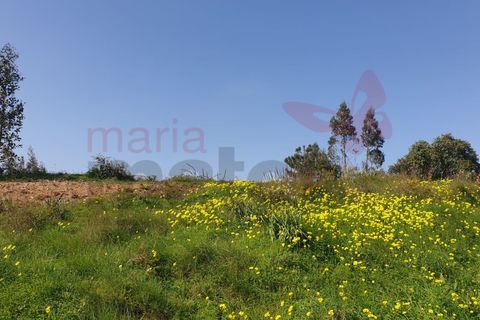 Helårsgrund i Torres Vedras, Lisbon, Torres Vedras - € 500.000 | Ref: 98355MM - foto 5