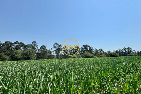 Helårsgrund i Trofa, Porto, Trofa - € 750.000 | Ref: ONE0021416-17 - foto 6