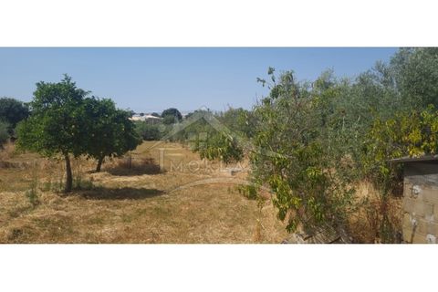 Helårsgrund i Castelo Branco, Castelo Branco, Castelo Branco - € 50.000 | Ref: TER_166 - foto 14