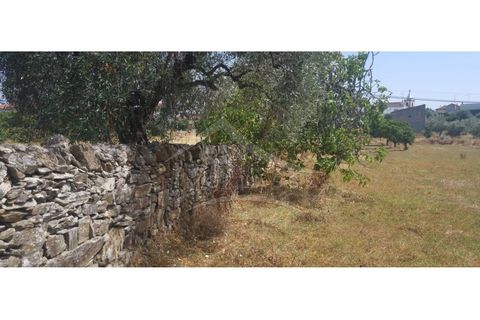 Helårsgrund i Castelo Branco, Castelo Branco, Castelo Branco - € 50.000 | Ref: TER_166 - foto 17