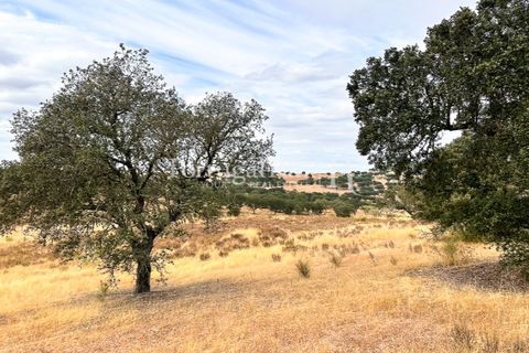Terra a Rosmaninhal, Castelo Branco, Rosmaninhal - € 80.000 | Ref: IM951-B - foto 11
