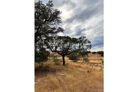Terra a Rosmaninhal, Castelo Branco, Rosmaninhal - € 80.000 | Ref: IM951-B - foto 12