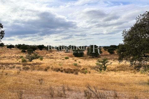 Farm i Rosmaninhal, Castelo Branco, Rosmaninhal - € 237.000 | Ref: IM951 - foto 10
