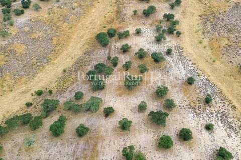 Farm i Rosmaninhal, Castelo Branco, Rosmaninhal - € 237.000 | Ref: IM951 - foto 20