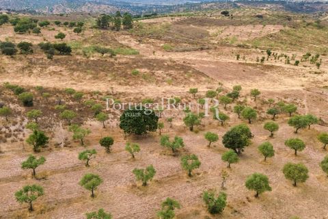 Farm i Rosmaninhal, Castelo Branco, Rosmaninhal - € 237.000 | Ref: IM951 - foto 22