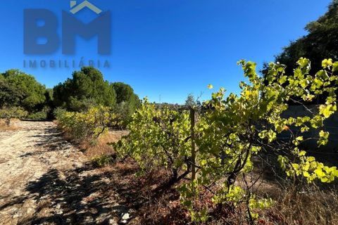 Terra a Alcains, Castelo Branco, Alcains - € 95.000 | Ref: 4931 - foto 7