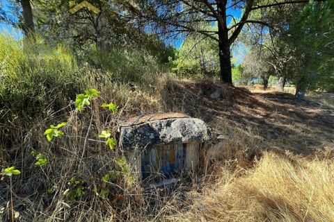 Terra a Alcains, Castelo Branco, Alcains - € 95.000 | Ref: 4931 - foto 14