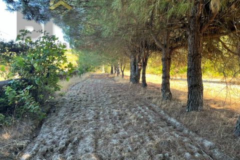 Terra a Alcains, Castelo Branco, Alcains - € 95.000 | Ref: 4931 - foto 17