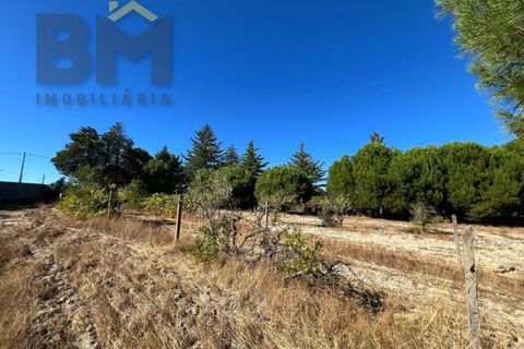 Terra a Alcains, Castelo Branco, Alcains - € 95.000 | Ref: 4931 - foto 18