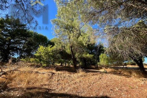 Terra a Alcains, Castelo Branco, Alcains - € 95.000 | Ref: 4931 - foto 20