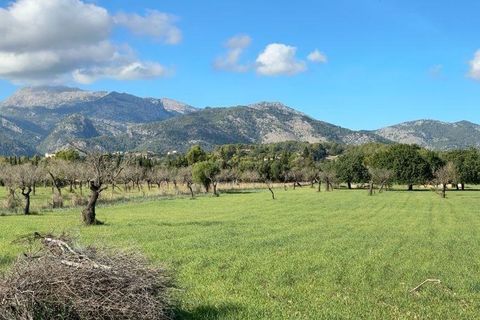 Tomt i Selva, Mallorca, Selva - € 479 000 | Ref: 33130001_GC/11003 - foto 15