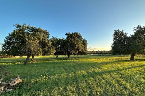 Tomt i Selva, Mallorca, Selva - € 479 000 | Ref: 33130001_GC/11003 - foto 21