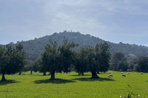 Tomt i Selva, Mallorca, Selva - € 479 000 | Ref: 33130001_GC/11003 - foto 31