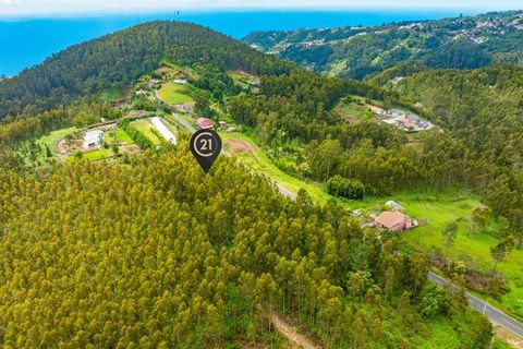 Terra a Gaula, Madeira, Gaula - € 550.000 | Ref: C0216-03219 - foto 4