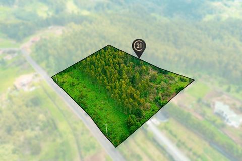 Terra a Gaula, Madeira, Gaula - € 550.000 | Ref: C0216-03219 - foto 5