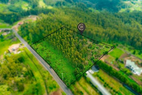 Terra a Gaula, Madeira, Gaula - € 550.000 | Ref: C0216-03219 - foto 6