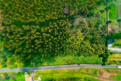Terra a Gaula, Madeira, Gaula - € 550.000 | Ref: C0216-03219 - foto 10