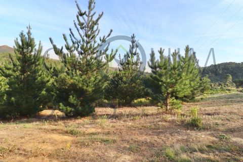 Farm i Lousa, Coimbra, Lousa - € 210.000 | Ref: 18-19/2021 - foto 17